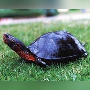 广西黑颈龟苗最新价格分析