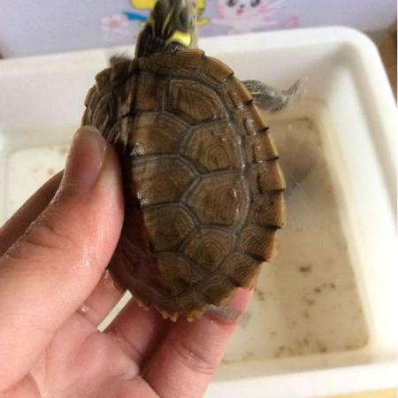 广西黑颈龟苗最新价格分析