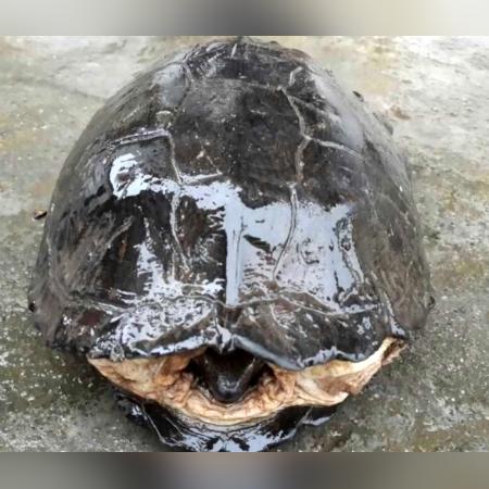 广西黑颈龟苗最新价格分析