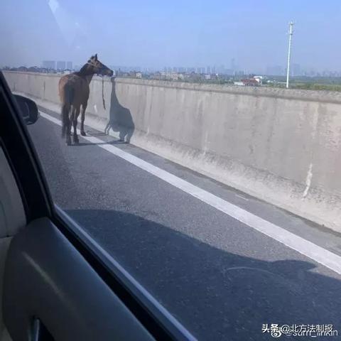 九堡最新司机招聘信息公告