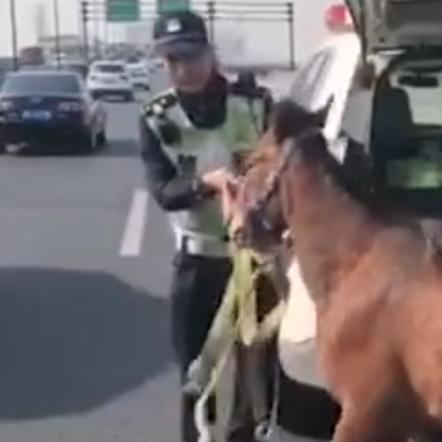 九堡最新司机招聘信息公告