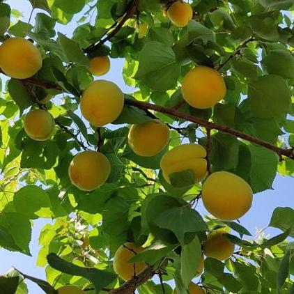 杏蜜视频全集,深度探索与精彩赏析