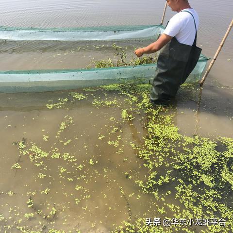 最新龙虾防逃膜技术，助力水产养殖发展