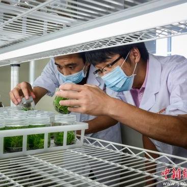 柘荣太子参最新行情分析简报