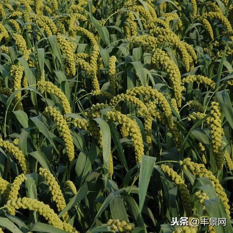 吉林省谷子价格最新走势分析