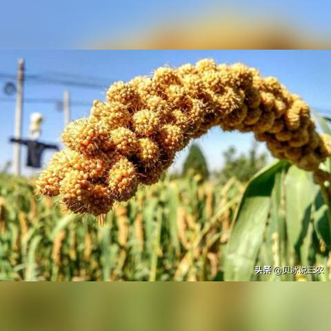 吉林省谷子价格最新走势分析