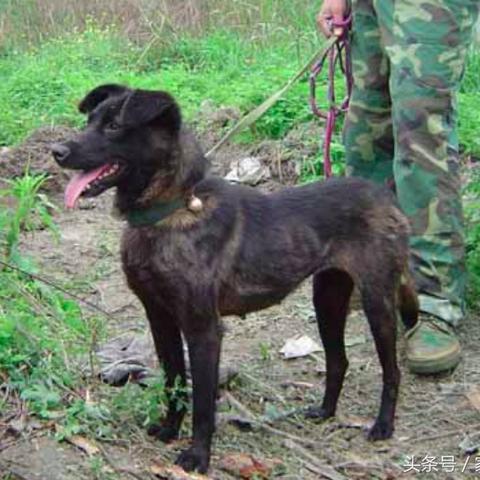 青川猎犬市场最新动态，买卖联系与繁荣变迁