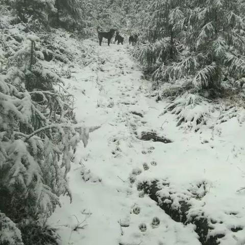青川猎犬市场最新动态,买卖联系与繁荣变迁