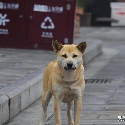 青川猎犬市场最新动态,买卖联系与繁荣变迁