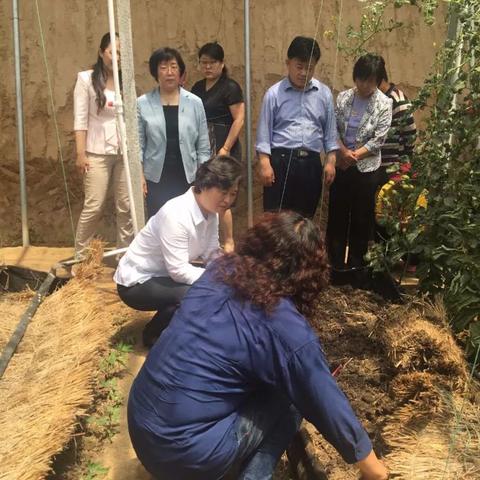 禹城市西红柿最新报价与市场解析