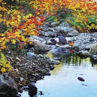 大连枫叶集团招聘启事