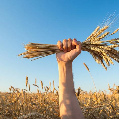 菏泽市玉米价格走势分析