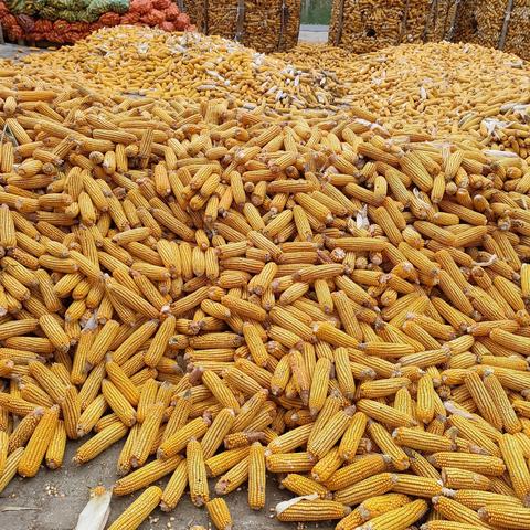 菏泽市玉米价格走势分析