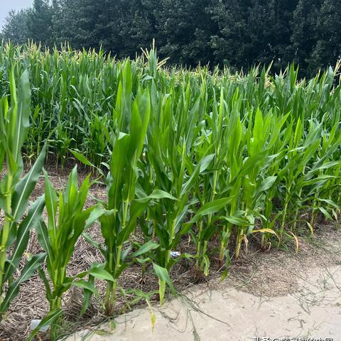 菏泽市玉米价格走势分析