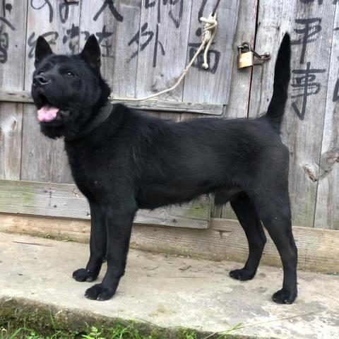 湖南下司犬最新出售信息解读