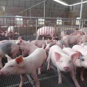 最新猪价行情分析与预测趋势