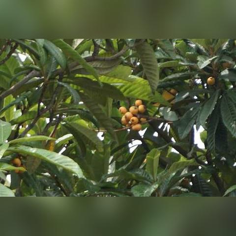 老人公园偷吃图片引发社会关注热议