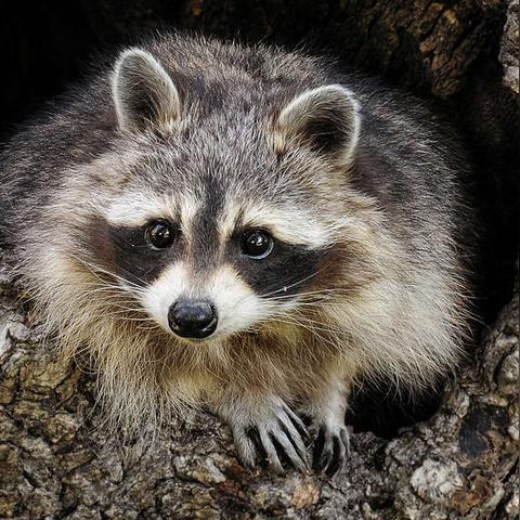 老人公园偷吃图片引发社会关注热议