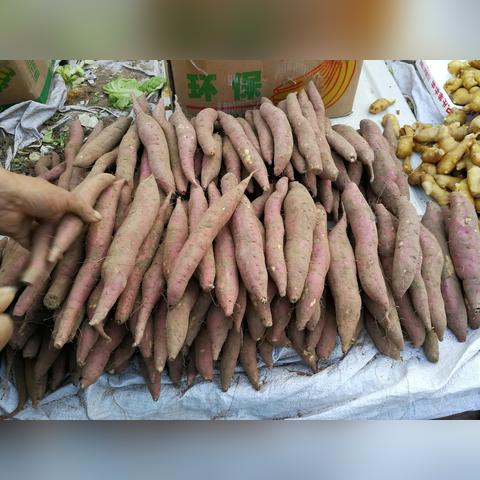 山东胡萝卜最新价格走势分析