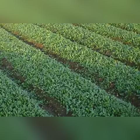 波菜价格行情分析与展望