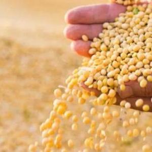 国内大豆价格最新行情分析