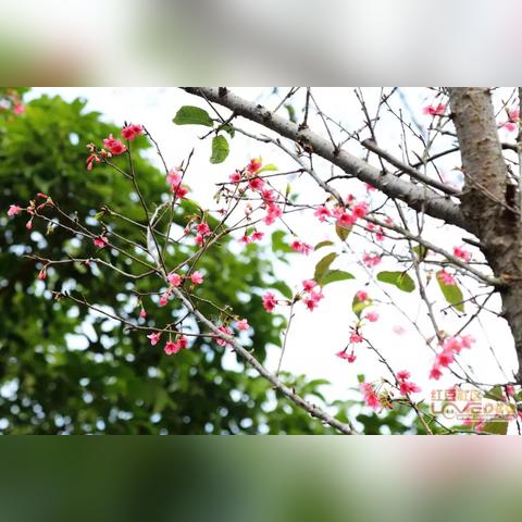 红豆社区玉林最新主题聚焦城市发展与民生改善