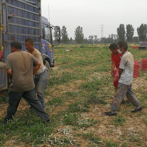 今日洋葱价格行情解析