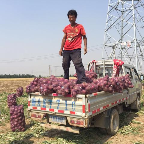 今日洋葱价格行情解析