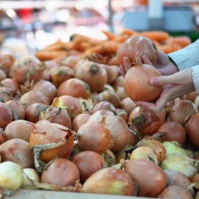 今日洋葱价格行情解析