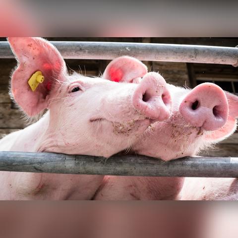 最新猪价走势分析与预测