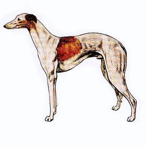 蒙古细狗打架背后的故事与数据解析视频揭秘