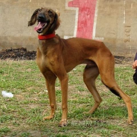 蒙古细狗打架背后的故事与数据解析视频揭秘